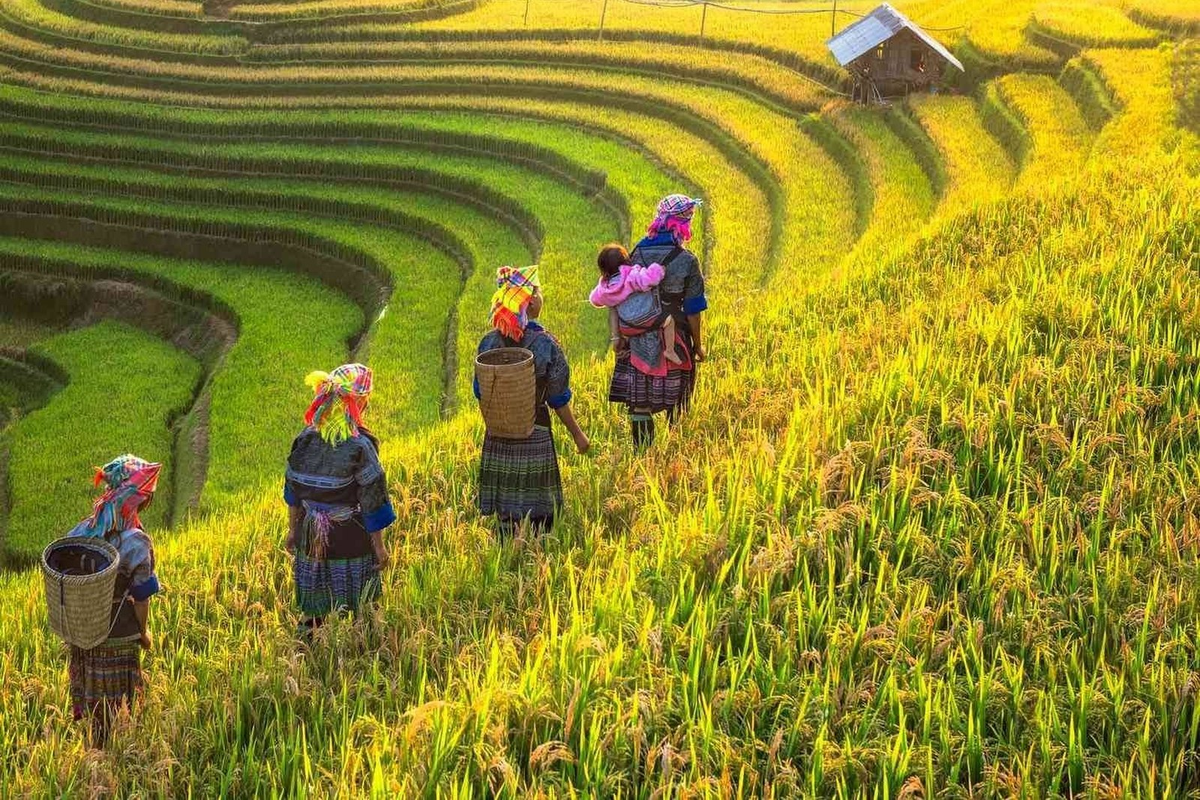 Sapa, Fansipan, Tam Dao & Hanoi with Flights from Bangkok, 3 Days