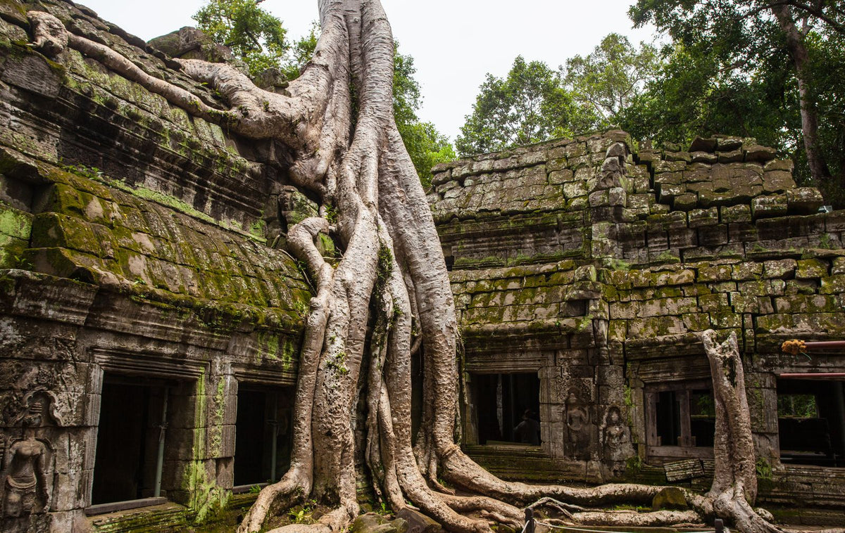 Tree roots over Ta Prohm temple, Siem Reap