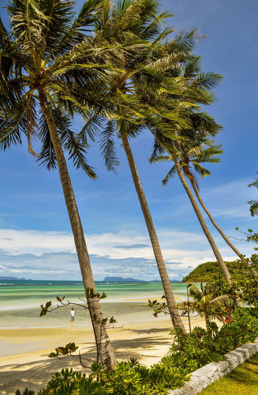 Coconut palms at Bang Makham Beach, Koh Samui