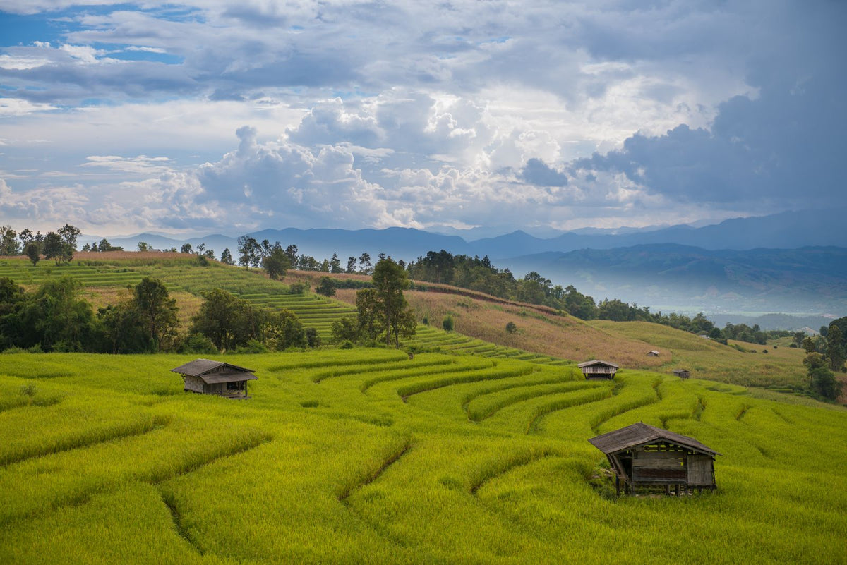 Rice terraces and farmhouses in rural northern Thailand
