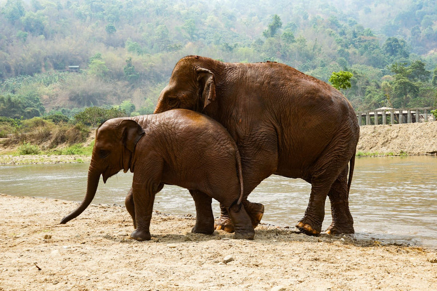 Chiang Mai