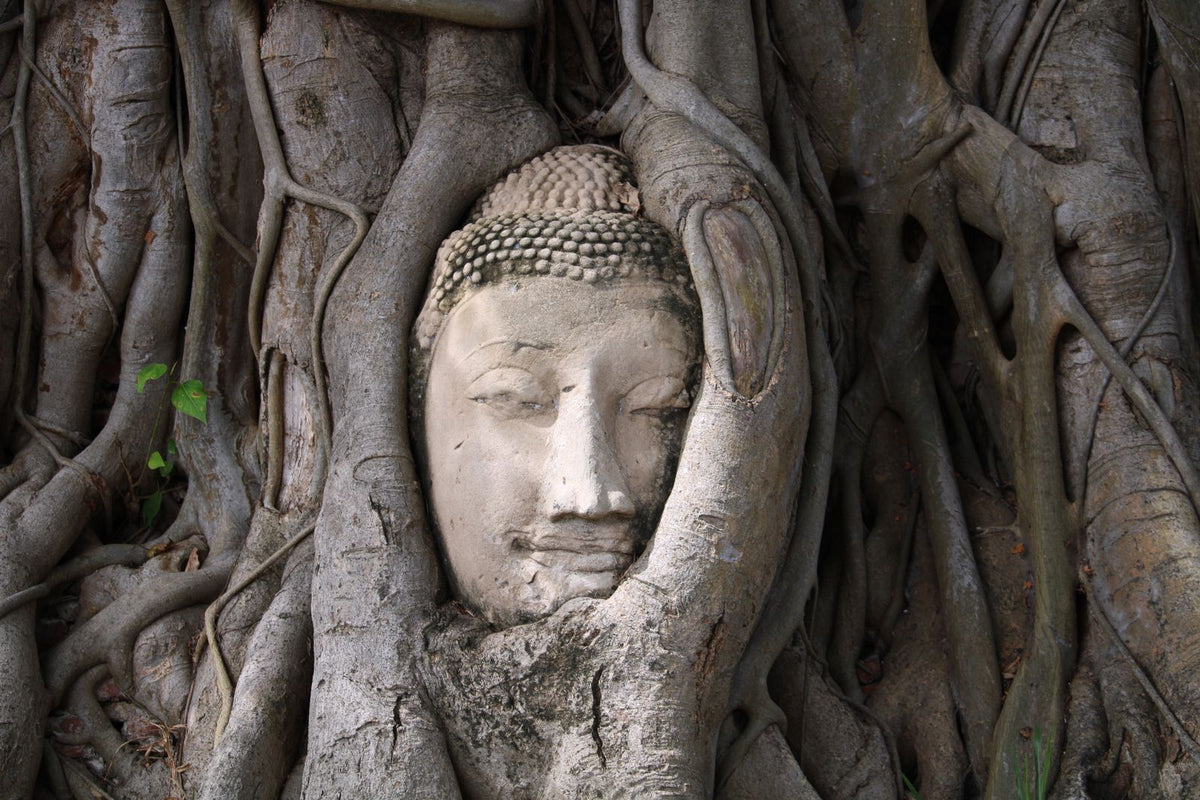 Buddha head in tree roots at Wat Mahathat, Ayutthaya