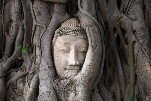 Buddha head in tree roots at Wat Mahathat, Ayutthaya