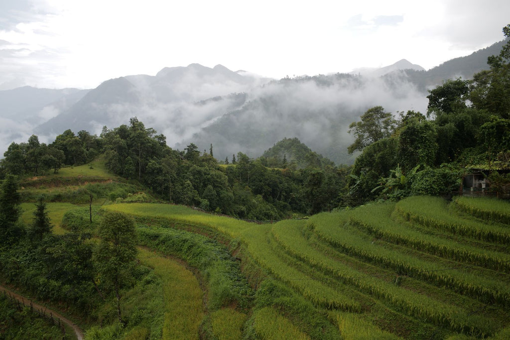Green rice terraces in Sapa under fog