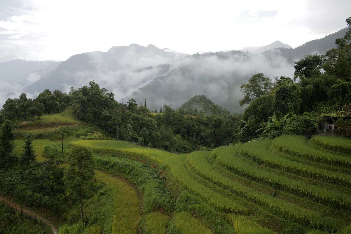 Green rice terraces in Sapa under fog