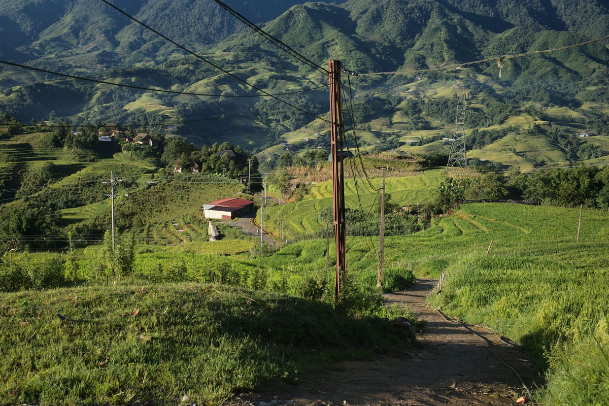Terraced rice fields in Lao Cai