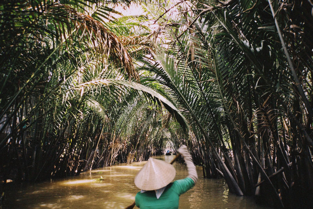 Boat ride under palm groves in the Mekong Delta