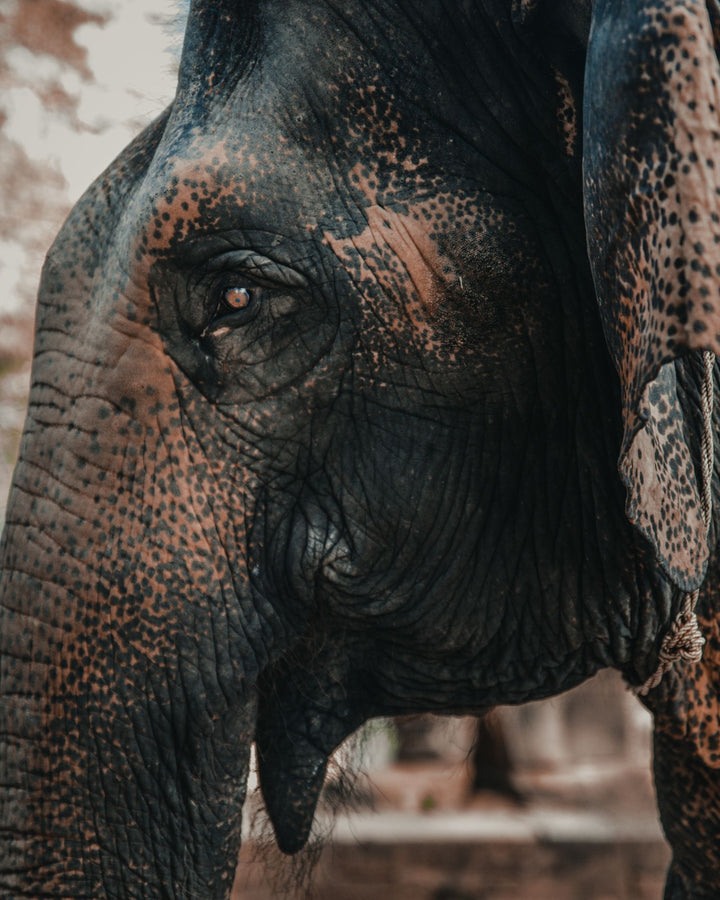Elephant in Cambodia's natural habitat