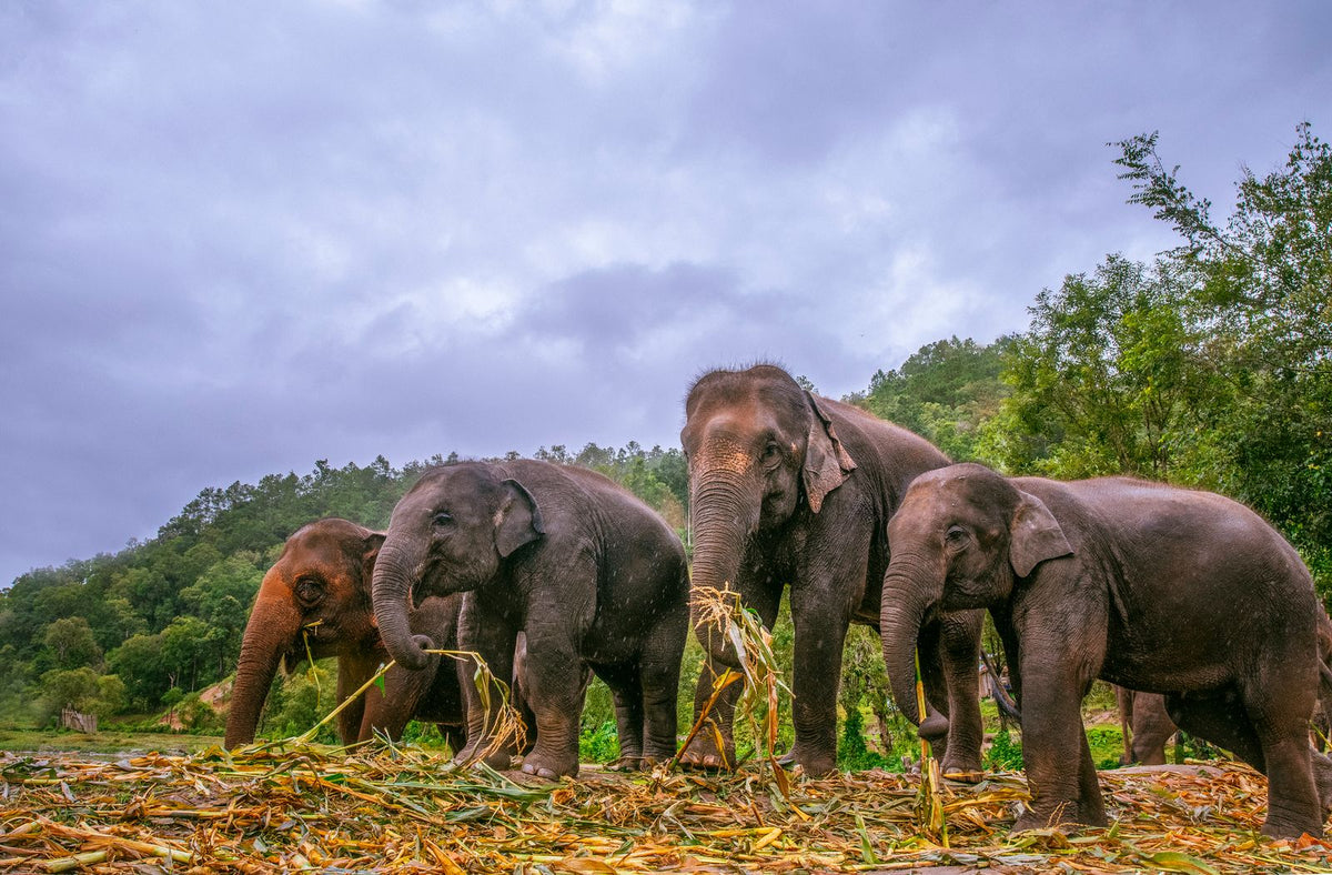 Elephants eating in the forest near Chiang Mai